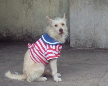 dog havana cuba