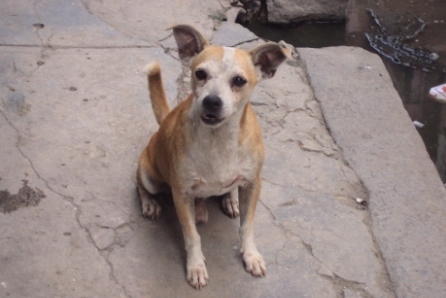 dog havana cuba