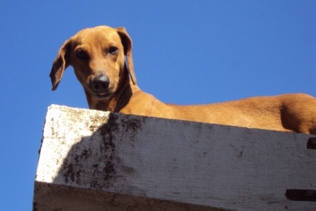 dog havana cuba