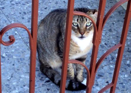 cat havana cuba