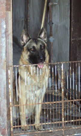 dogs of havana cuba