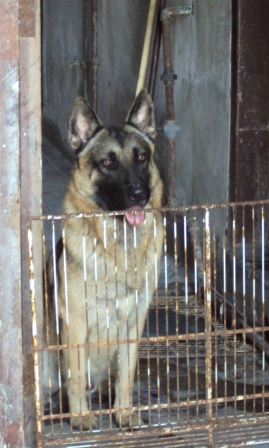 dogs of havana cuba