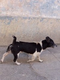 dogs of havana cuba