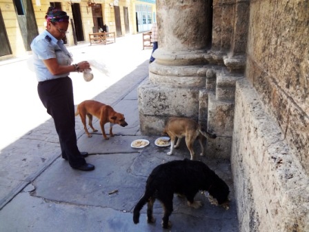 dogs havana cuba