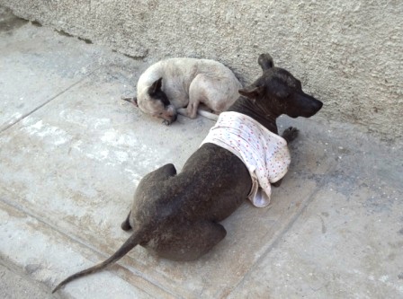 dogs of havana cuba